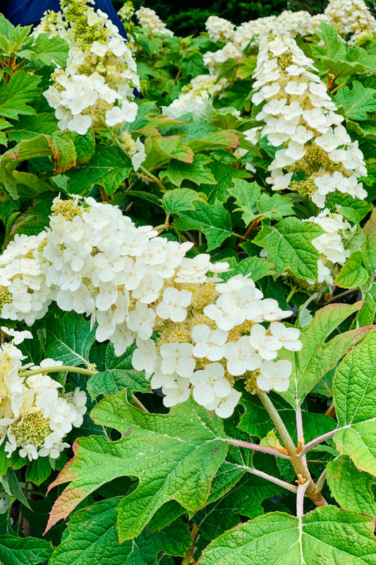 Farm Hydrangea – Chalet