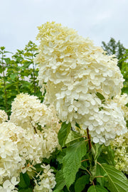 Hydrangea Panicle, Silver Dollar