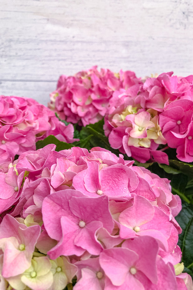 Hydrangea Florist Pink 6"