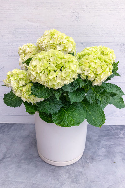 Hydrangea, Florist White 6.5"