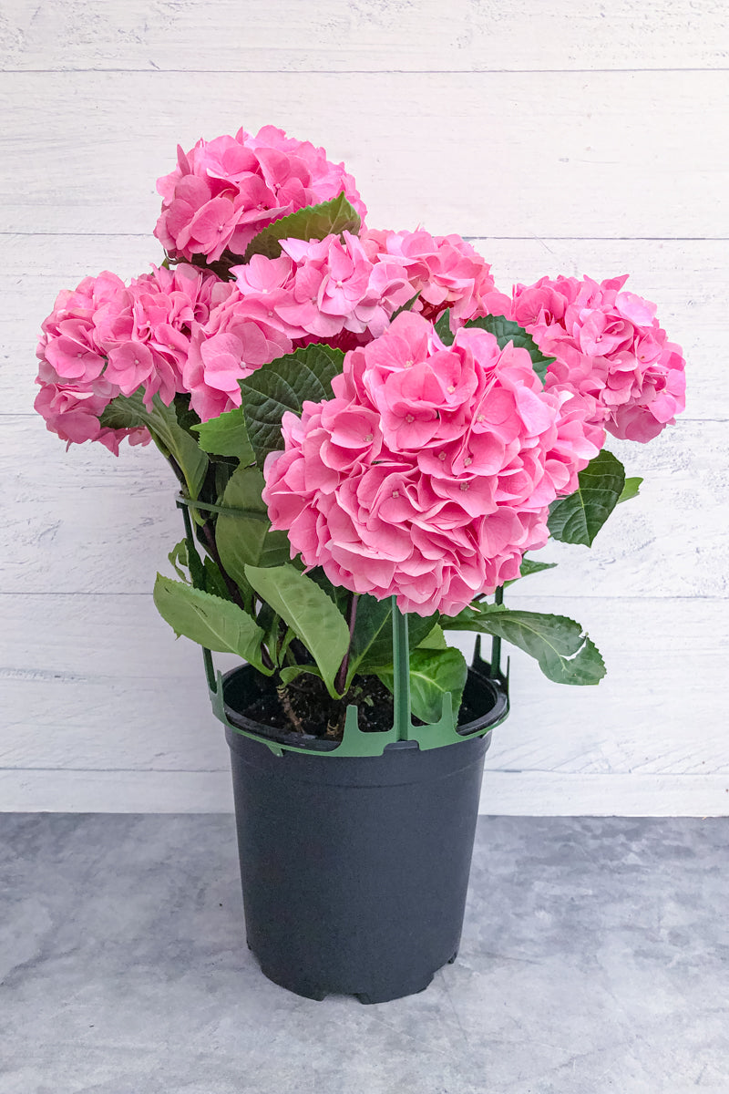 Hydrangea, Florist Pink 8"