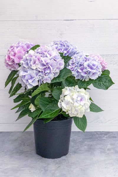 Hydrangea, Florist's Blue Purple 8"