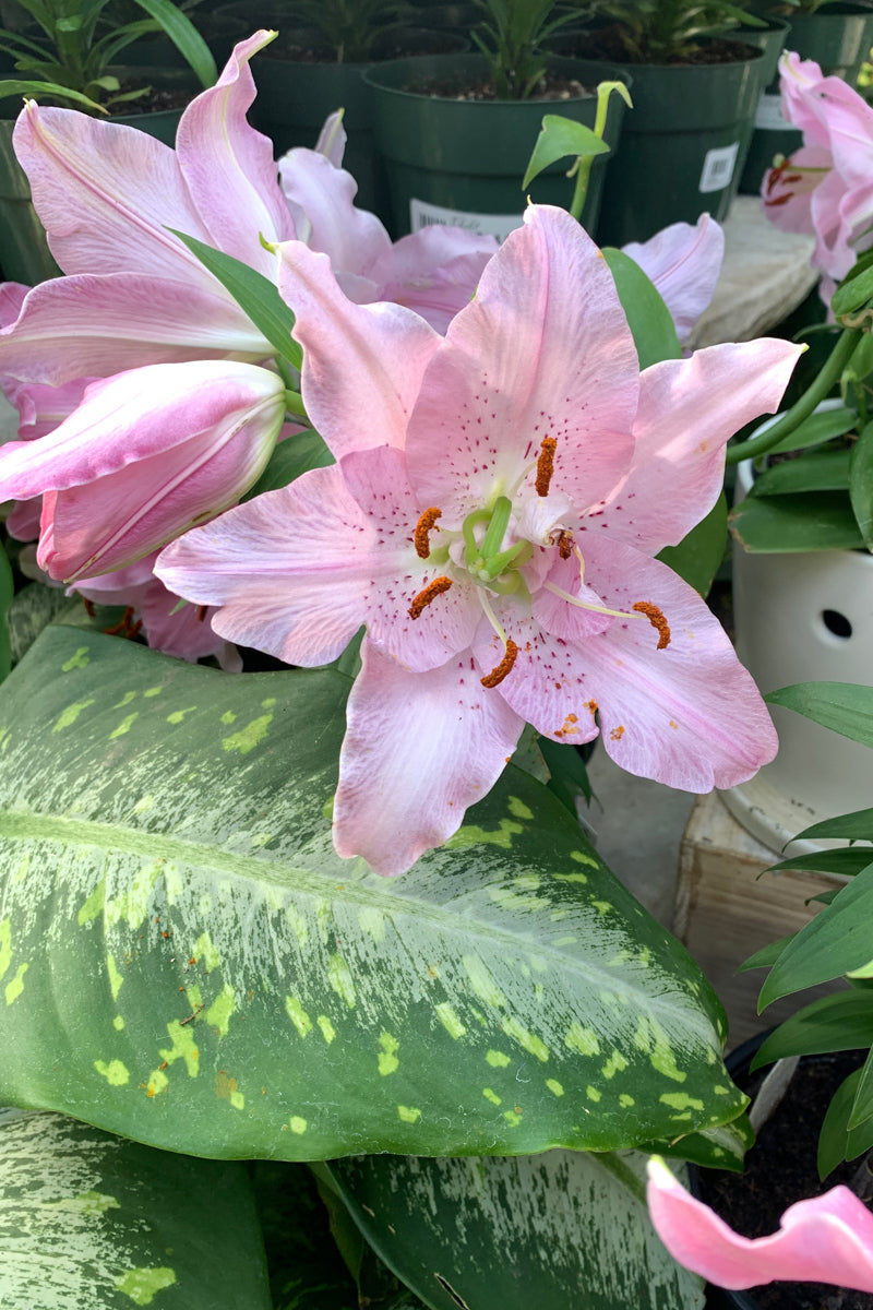 Lily, Oriental- Farolito