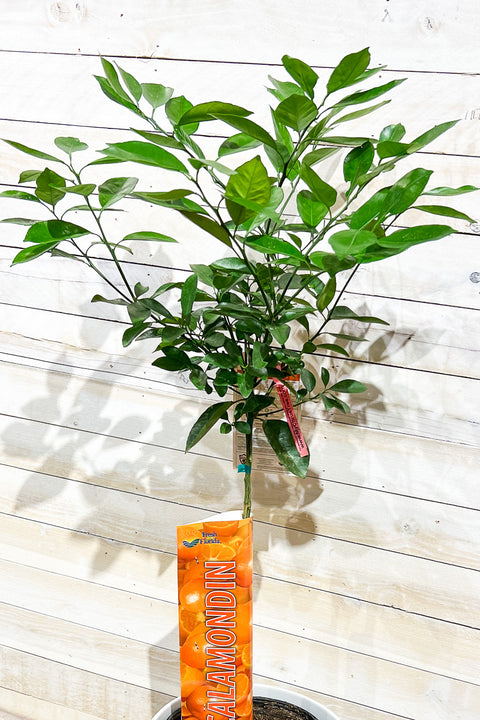 Citrus. Calamondin Standard 12"