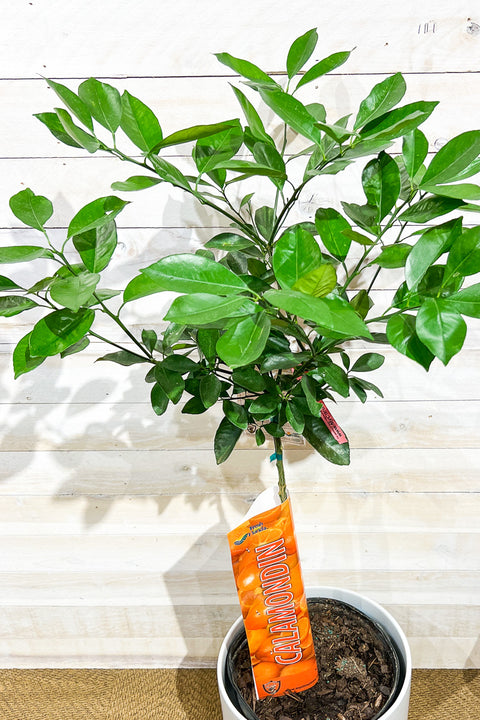 Citrus. Calamondin Standard 12"