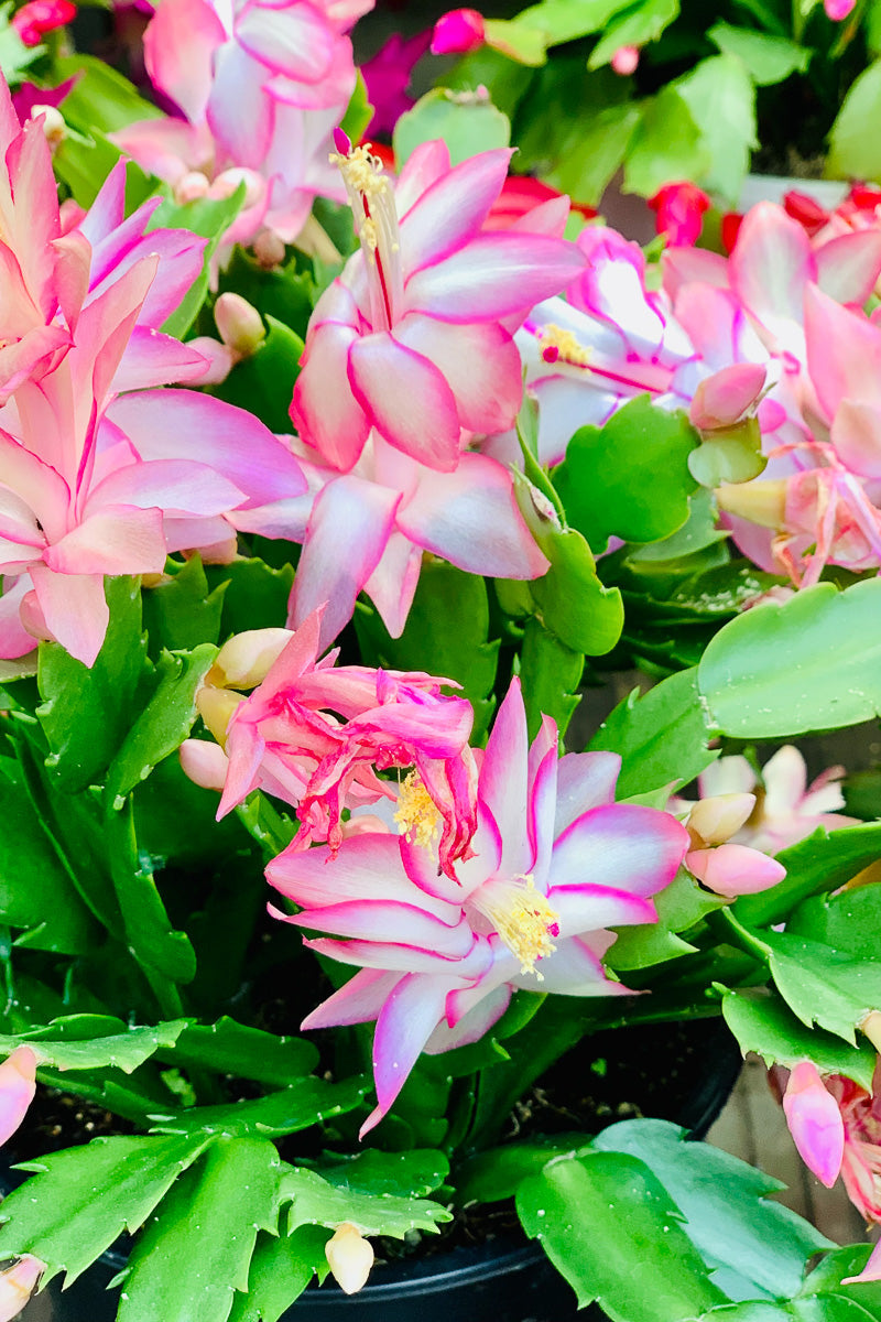 Holiday Cactus, Pink 6"