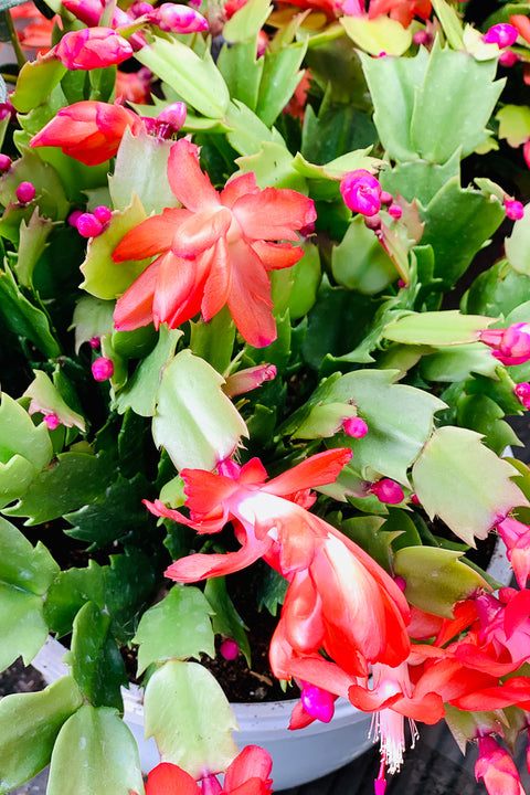 Holiday Cactus, Red 6"