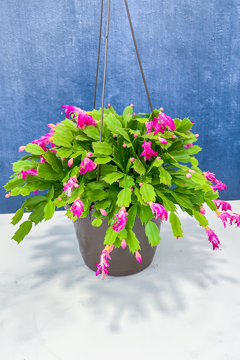 Holiday Cactus, Zygo 8" Hanging Basket