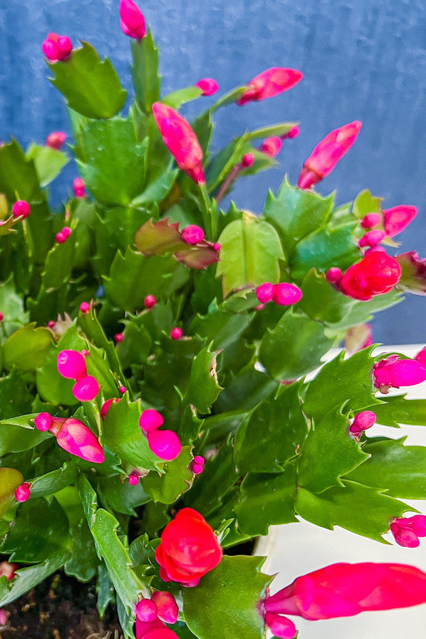 Holiday Cactus, Red 4"