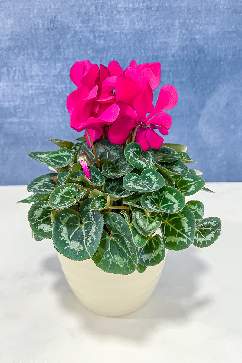 Cyclamen, Purple 6"