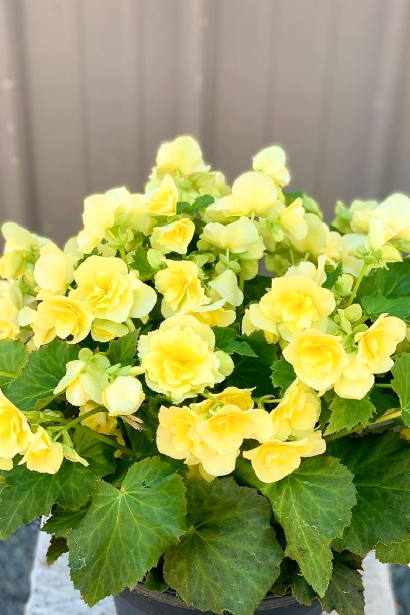 Begonia, Rieger Yellow 4.5"