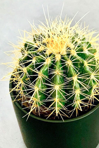 Cactus, Golden Barrel 10"