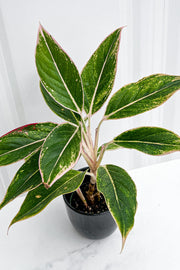 Chinese Evergreen Siam Pink 4"