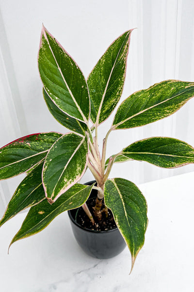 Chinese Evergreen Siam Pink 6"