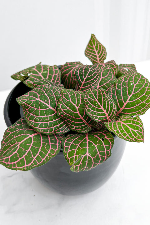 Fittonia, Hybrids Pink 4"