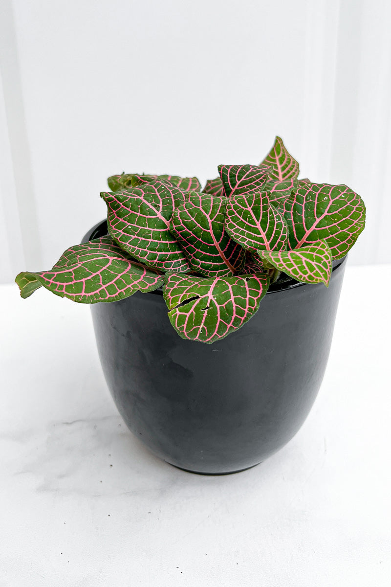 Fittonia, Hybrids Pink 4"