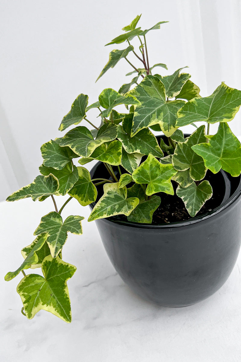 ivy plant air purifier Ivy, English Gold Child 4"