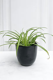 Spide Plant, 4"