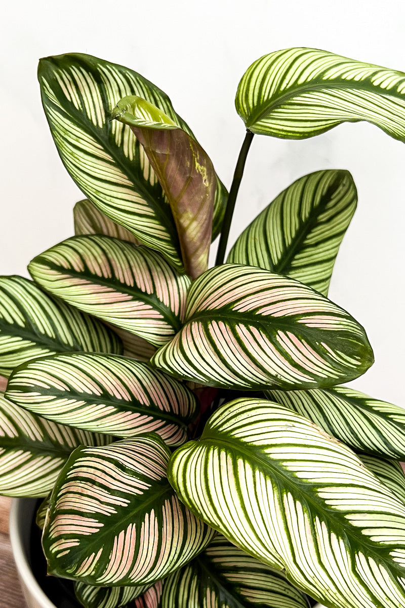 Calathea, White Star 4"