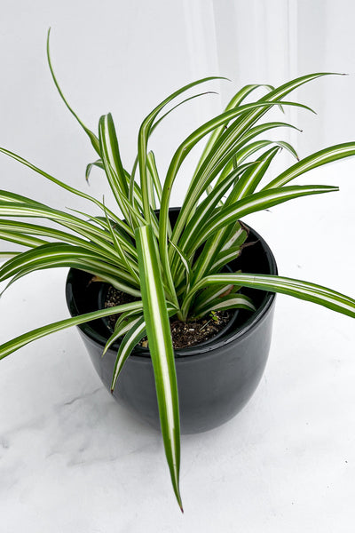 irish spider plant Spider Plant, 4" – Chalet