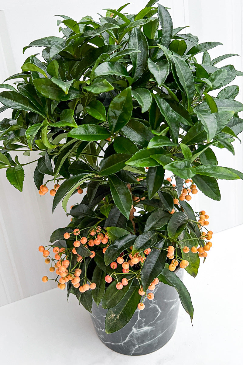 Ardisia, Coral Berry 4"