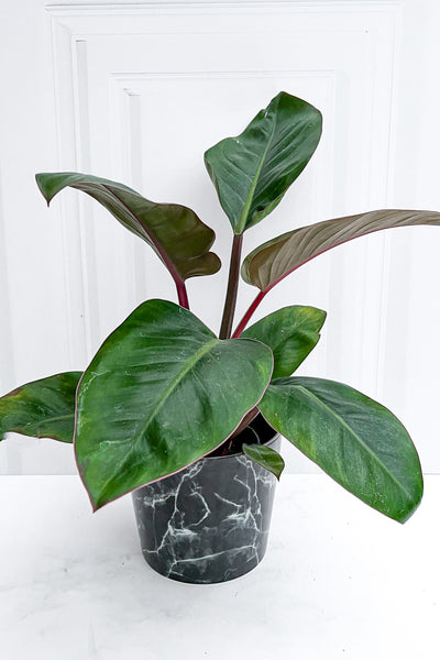 Philodendron, Imperial Red 8"