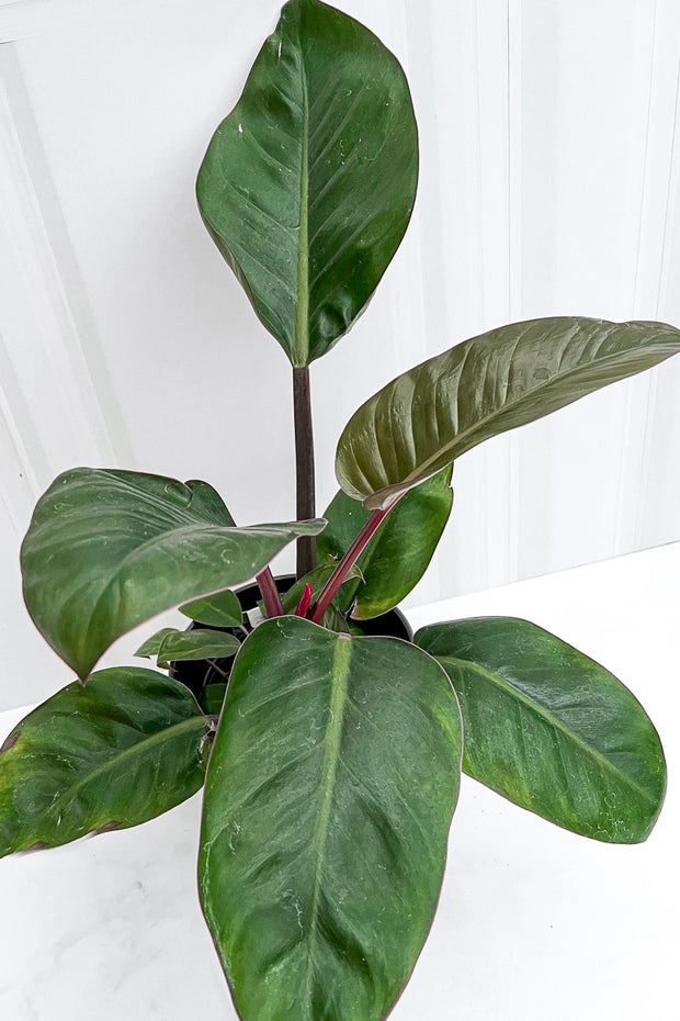 Philodendron, Imperial Red 8"
