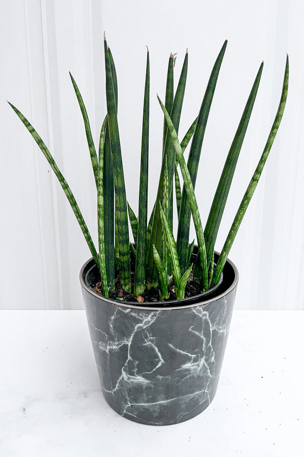 Snake Plant, Fernwood 5"