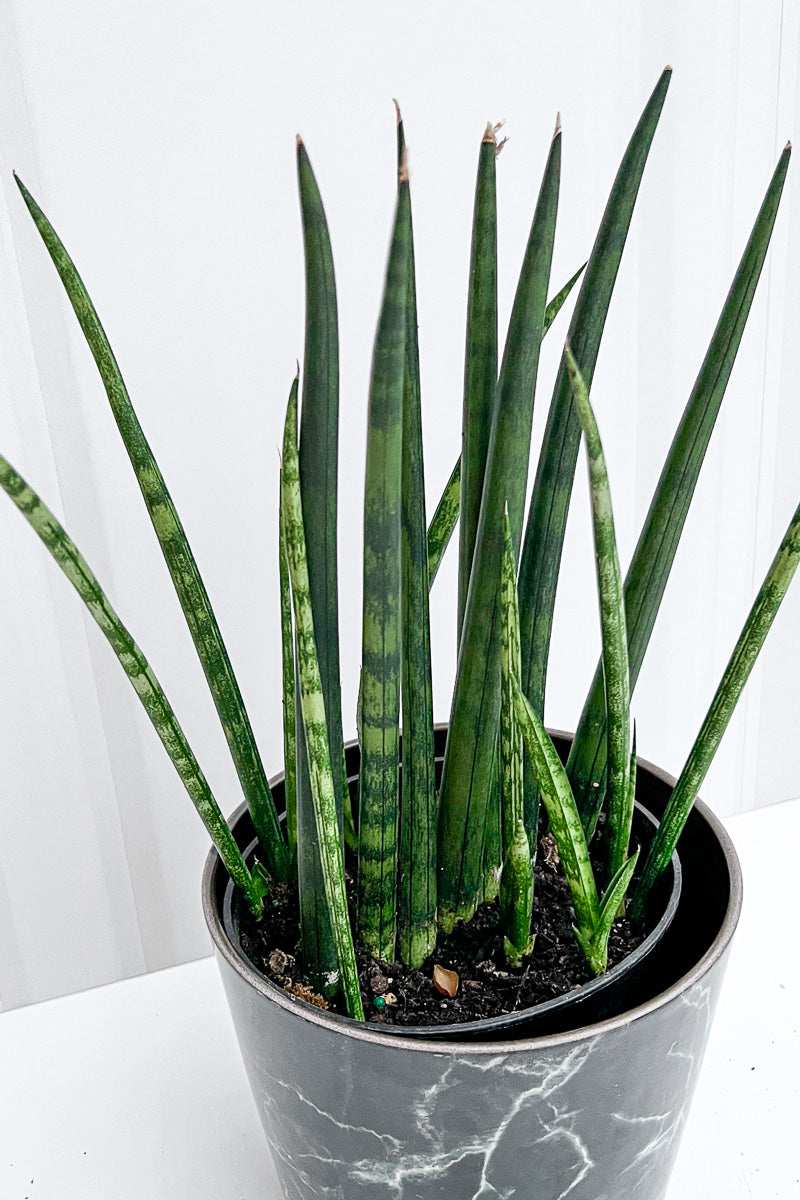 Sansevieria Snake Plant, Fernwood 6"