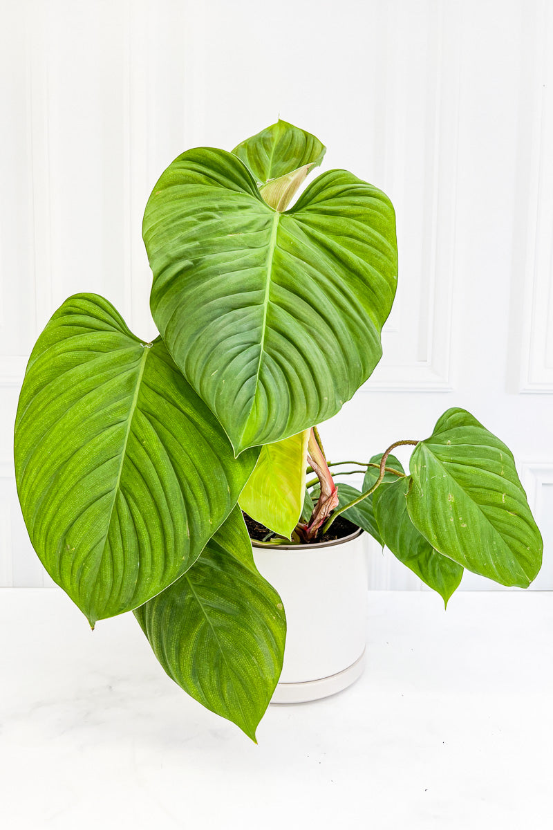 Philodendron, Fuzzy Petiole