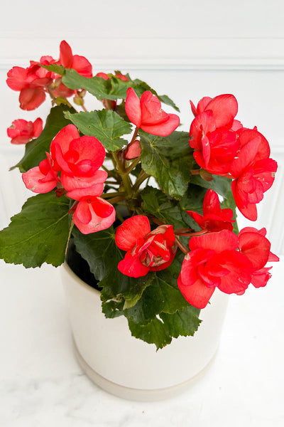 Begonia, Rieger 6" Red
