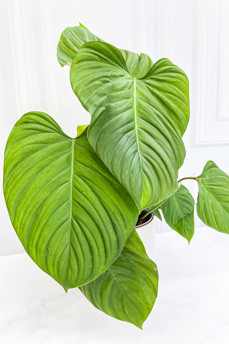 Philodendron, Fuzzy Petiole