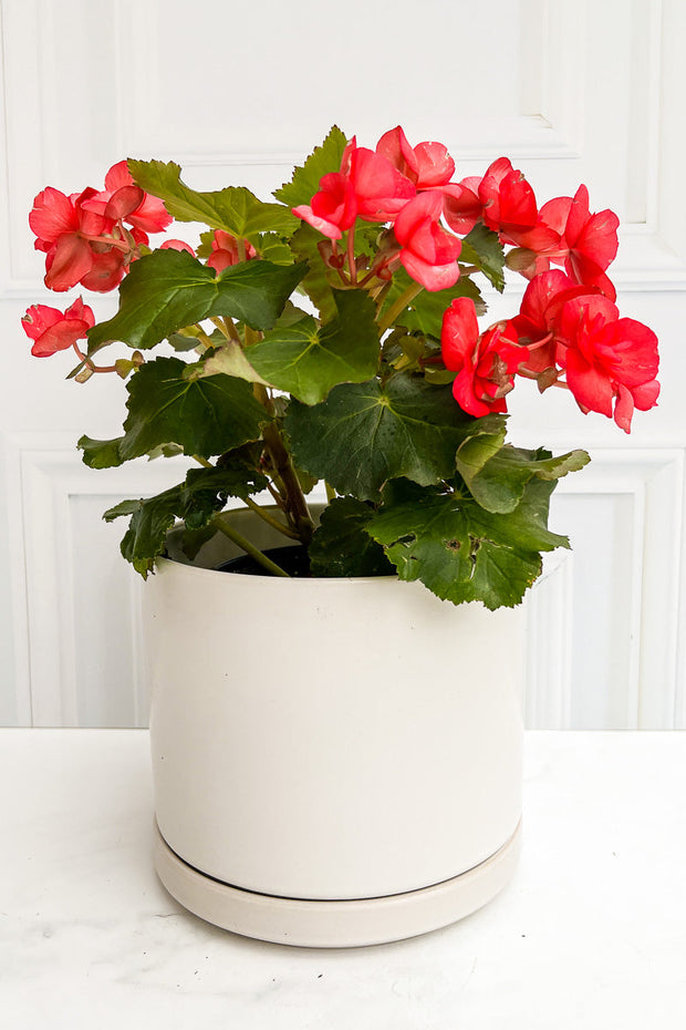 Begonia, Rieger Red  6"