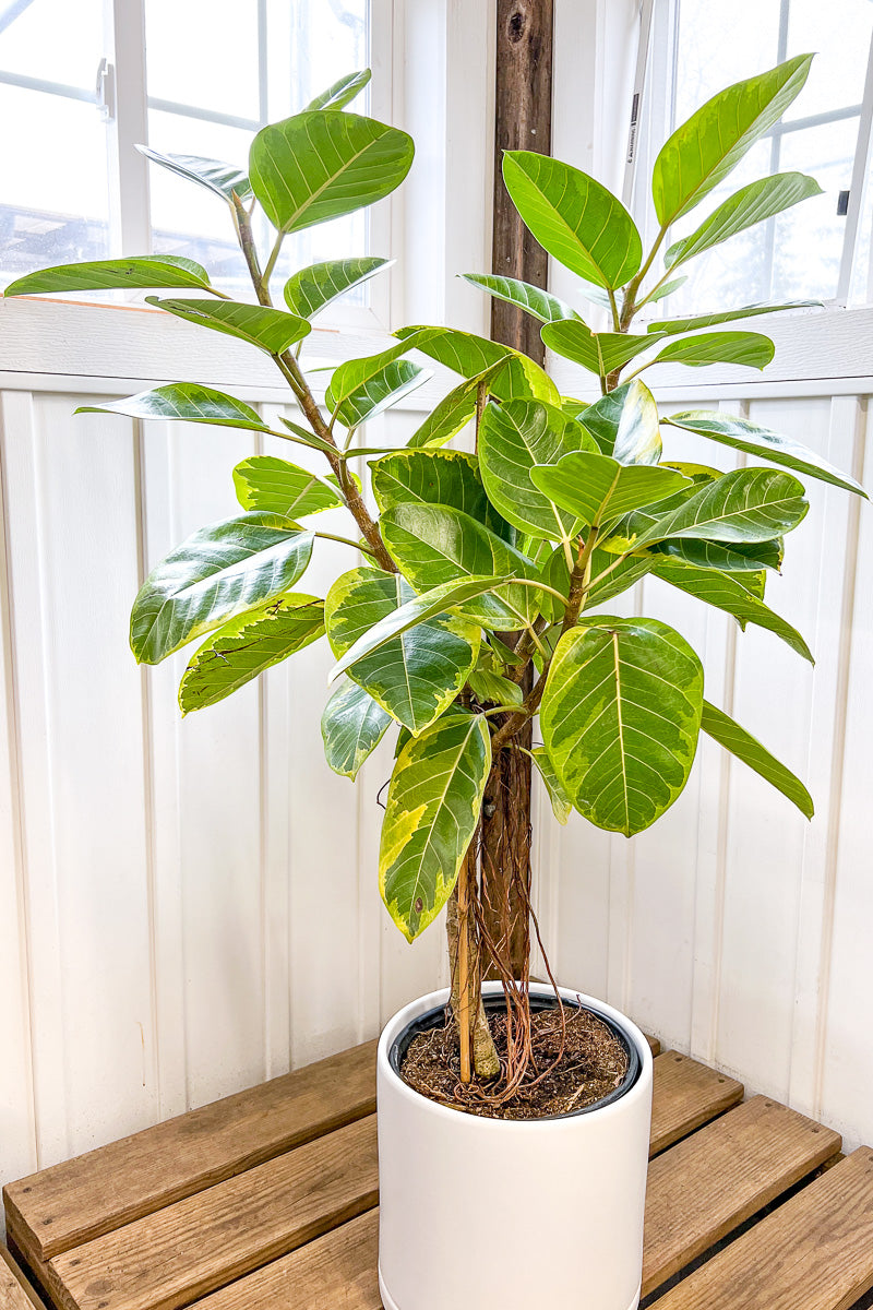 Ficus Altissima Audrey 14" Std