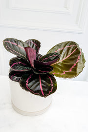 Calathea, Dottie 12Cm