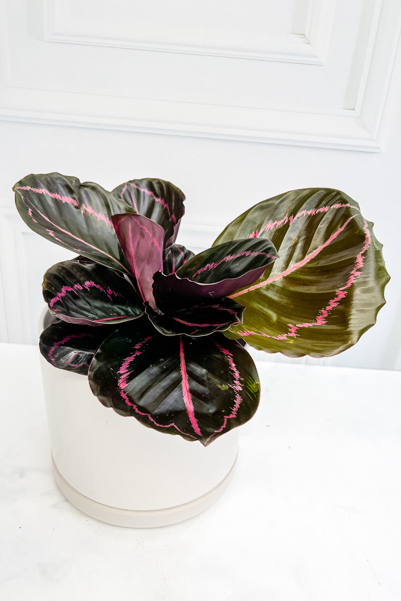 Calathea, Dottie 6"