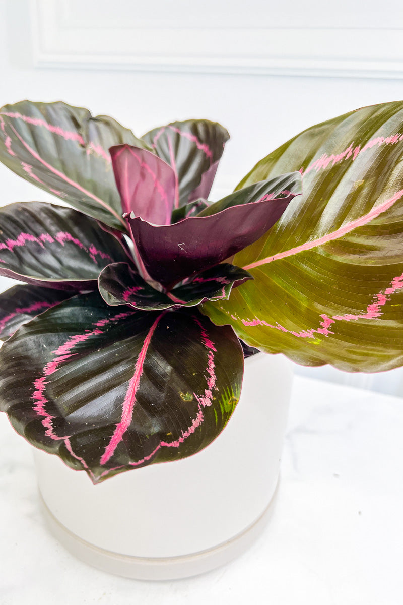 Calathea, Dottie 12Cm