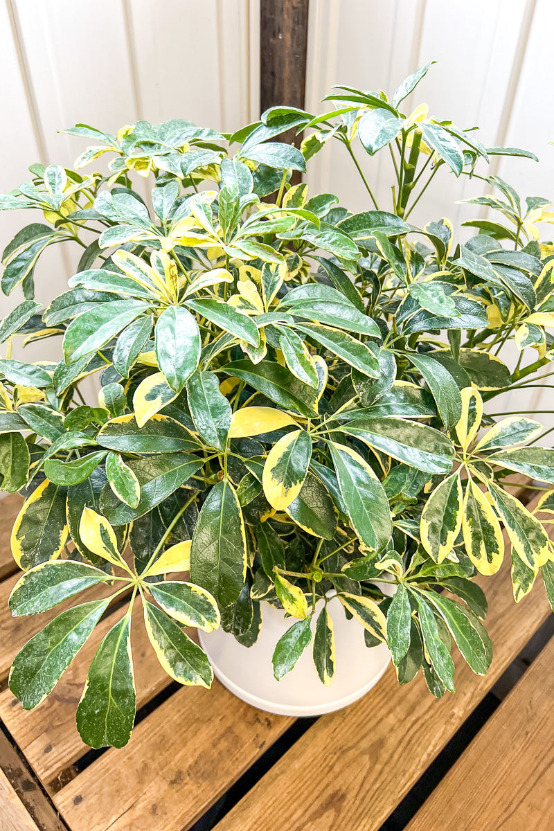 Schefflera, Gold Capella 10"