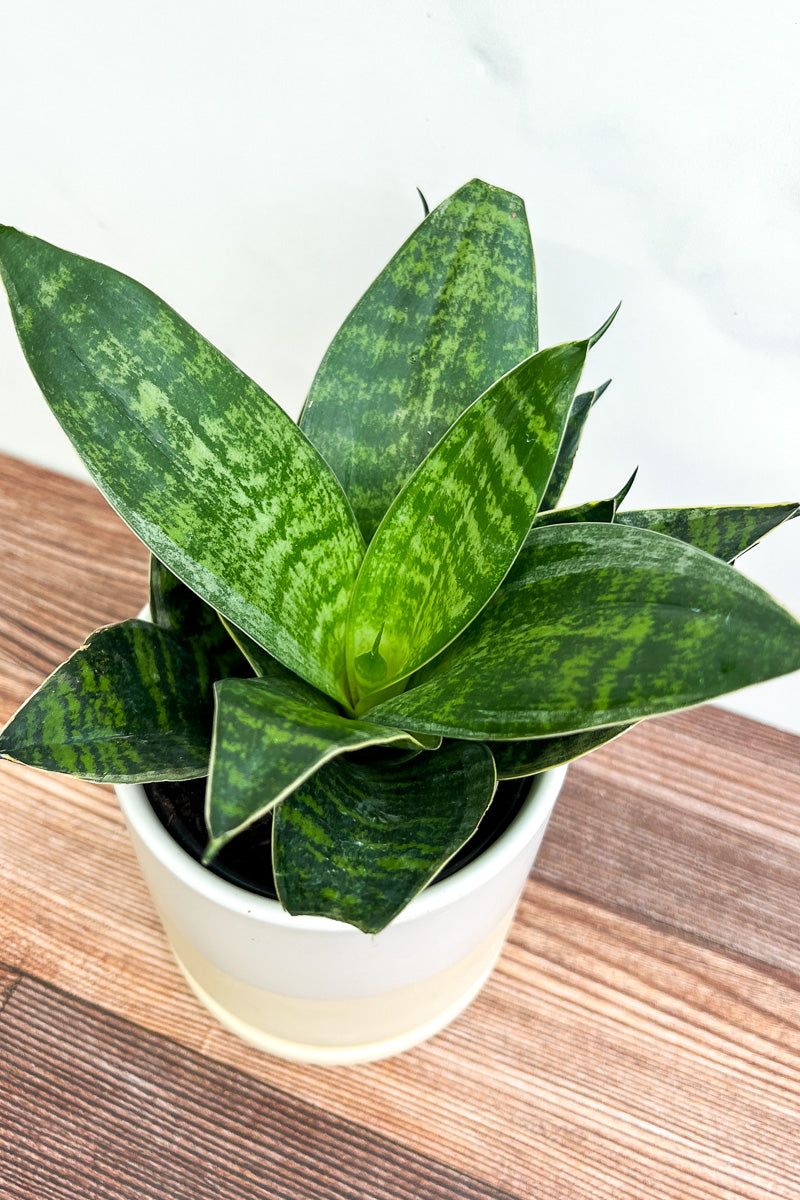 Snake Plant, Hahnil Birds Nest 6"