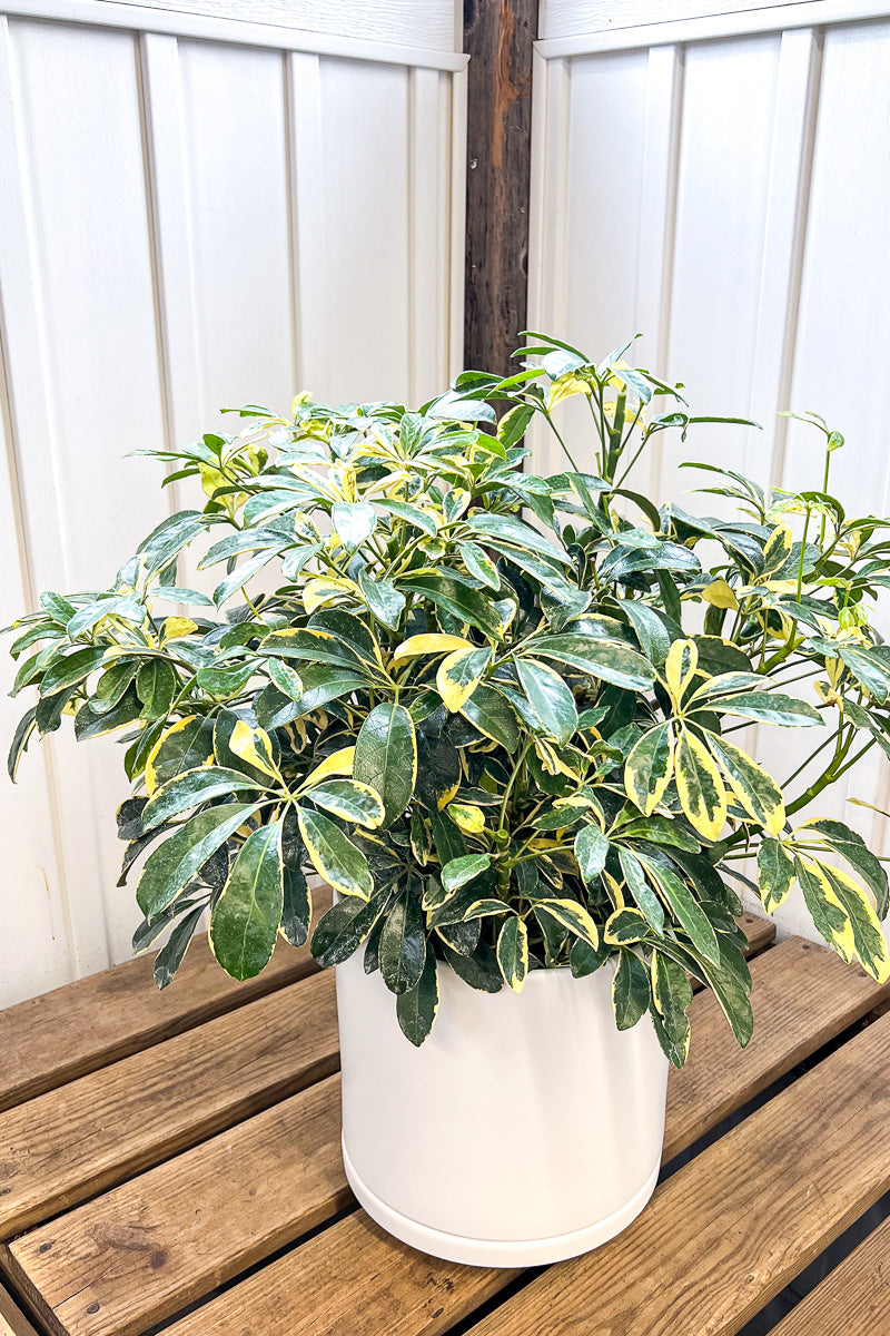 Schefflera, Gold Capella 10"