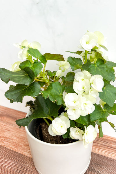 Begonia, Rieger White 6"