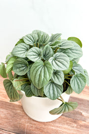 Peperomia, Caperata Frost   6"