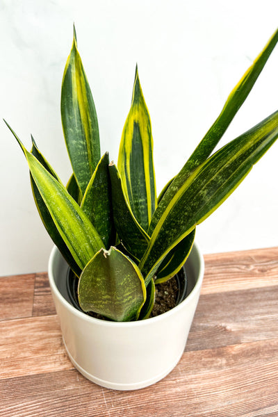 Snake Plant, Gold Flame