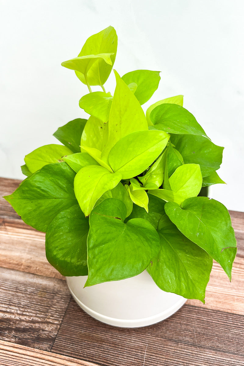 Pothos, Neon 6"