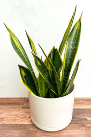 Snake Plant, Gold Flame
