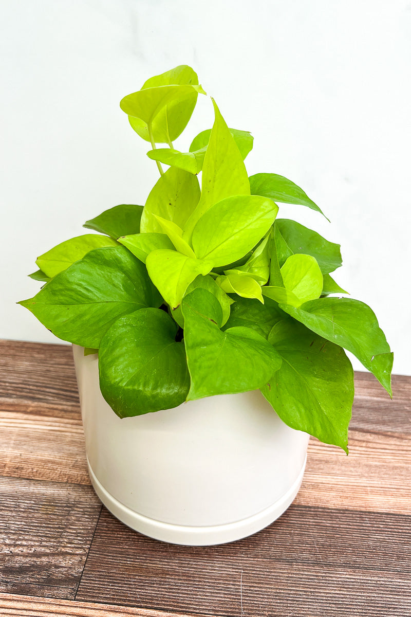 Pothos, Neon 6"