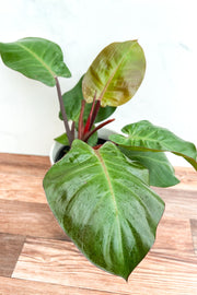 Philodendron Mccolley Fin 6"