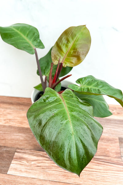 Philodendron Mccolley Fin 6"