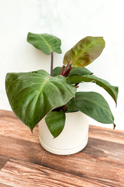 Philodendron, McColley Finale 6"