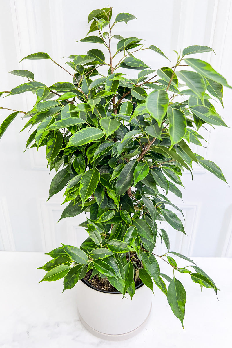 Ficus, Anastasia 17Cm Variegated